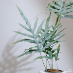 [선별발송] 블루스타펀 고사리 중대품 Blue Star Fern 10~12cm화분 : 식집살이.