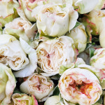 [월수금발송] 키보 스프레이장미 한단 화훼농장 장미농장 꽃선물 플라워마켓 : 팜포크 플라워