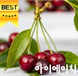 고품격 산지그대로의 신선함을 옮긴 항공운송 프리미엄 캘리포니아 생 체리 : 아이에이치마트