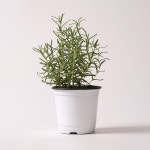 로즈마리 키우기쉬운 식물 실내공기정화식물 몬스테라 소형 모종 포트 : 트리티앤데코