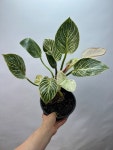 필로덴드론 버킨 중품 묵은둥이 뿌리 목대형성 단품 사진속동일상품발송 공룡꽃식물원 : 공룡꽃식물원