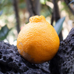 천하일품 제주 못난이 가정용 만감 레드향, 천혜향, 한라봉 : 천하일품감귤농장