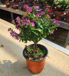 식물교감 쿠페아 목대 보라꽃 후페야 후페아 구피아 사계절꽃 꽃모종 실내화초 : 식물교감