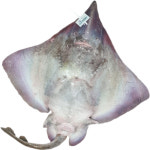 흑산도 암치 암컷 홍어 한마리 약 8kg /손질해드림 국내산 전라도 피로연 잔치음식 행사용 : 전라도김치강진묵은지