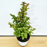 목 백일홍 18-  베롱나무 : 샬롬꽃농원