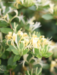 [향료][조향 베이스] HONEYSUCKLE BASE 허니서클 베이스 20ml : 크로마웍스