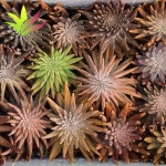 와송 직접재배 건강한 생와송 2.5kg 3.5kg 5kg : 와송명가 김천와송