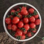 대추 방울 토마토 국내산 당일 산지 수확 무농약 친환경 2kg 4.5kg : 정가네 건강농장