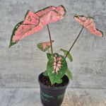 칼라디움 핑크스카이 15cm : 월간화원
