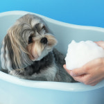 펫생각 자동거품 버블 펫 고양이 강아지 샴푸 천연 저자극 각질 비듬 세정 300ml, 1개 : 펫생각 스토어