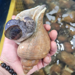 백 골뱅이 탕 생 참 통 활 살 백고동 동해안 골뱅이탕 1kg 업소용 무침 자숙 자연산 : 니타컴퍼니