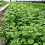 다정한농장 애플민트 생잎 50g 100g 데코용 모히또용 : 다정한 농장