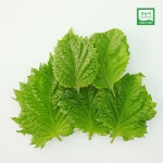 시소 컴퍼니(siso company) | [채소팜] 친환경, 국내산 프리미엄 시소(Siso) 1팩(25장),5팩(125장),10팩(250장) : 채소팜 CHAESOFARM