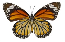 별선두리왕나비 표본Danaus genutia Common Tiger 곤충 표본 나비 : 자연속 친구들