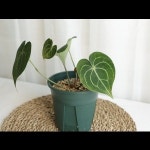 91) 클라리네비움 안스리움 : 피오나에정원