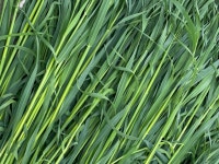 헤이랜드 연맥생초 토끼 기니피그 간식 500g : 헤이 랜드