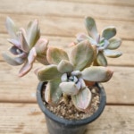 [수암다육] 석연화금 랜덤발송 Pachyveria Pachyphytodies f. variegata... 국민다육 다육이키우기 선인장 미니선인장 : 수암다육농장