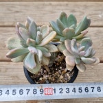 [수암다육] 석연화금 랜덤발송 Pachyveria Pachyphytodies f. variegata... 국민다육 다육이키우기 선인장 미니선인장 : 수암다육농장