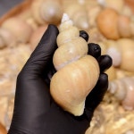 갓바리 백골뱅이 특품 자연산 당일바리 활 백고동 무침 탕 : 하늘색청년