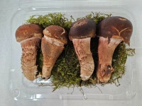 다울농장 참송이 참송이 버섯 국내산 맛보기용 100g : 다울농장