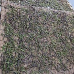 제주직송 프리미엄 자연산 햇 건고사리 말린 고사리 1팩 농장을부탁해 : 농장을 부탁해