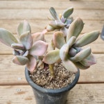 [수암다육] 석연화금 랜덤발송 Pachyveria Pachyphytodies f. variegata... 국민다육 다육이키우기 선인장 미니선인장 : 수암다육농장