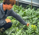 프잇 고당도 꿀수박 선물용 가정용 못난이 수박 3kg- 8kg [원산지:부여] : FEAT