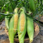 제주 초당옥수수 제철 찰옥수수 흑찰옥수수 햇옥수수 대학찰옥수수 생옥수수 : 봄날농부