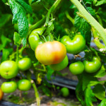 단디농장 국산 토마토잼 250g 단품 3개들입 선물세트 : 진주시장