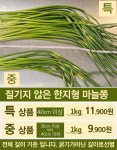 25년 유황 한지형 단양 햇 국산마늘쫑1kg 제철 EM 미생물 농법 풋마늘 : 단양마늘 설온당 농장