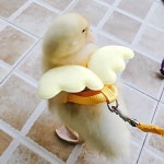 닭 오리 산책끈 리드줄 훈련 줄 하네스 거위 목줄 가슴줄 빨간색엔젤XS소형사이즈(1cm이내) : 하이바이비