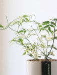 [동일품]무늬학자스민+디자인 세라믹화기 식물인테리어 개업화분 승진 축하 : 유록가든컴퍼니