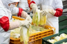 100% 국내산 백김치 2kg 삼대째 이어지는 프리미엄 김치 HACCP : 좋은열매 농장