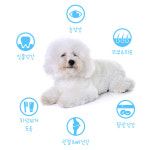 뉴트리오 ( 티덴 콜라겐58 ) 200g 스케일러 브러쉬 : 이유펫