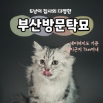 부산방문탁묘 부산캣시터  부산고양이미용 & 호텔 냥지곤지 7km 이내  : 부산방문탁묘 냥지곤지