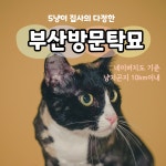 부산방문탁묘 부산캣시터  부산고양이미용 & 호텔 냥지곤지 기준10km  : 부산방문탁묘 냥지곤지