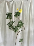 유리옵스(유리호프스)식물만 / 국화 꽃 묵은둥이 : 라메종베르트