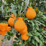 제주 달달한 한라봉 아이스박스 포장 3kg, 5kg, 10kg : 제주설아씨농장