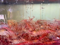 활 꽃새우(독도새우) 500g : 피조아