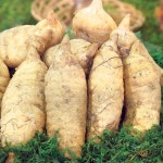 천마 300g 건천마 말린천마 정풍초 중국산 : 건나물과잡곡