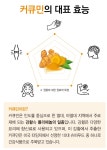 골드큐민 수용성 커큐민 강황 나노특허 슈퍼푸드 수험생 직장인 : 서연이마켓