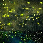 정원등 반딧불 조명 태양광 행사 램프 프로젝터 무선 빔 : kwon 스토어