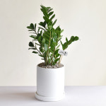 금전수 돈나무 개업화분 집들이 승진 이사 축하선물 : 필플랜트