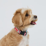 일로 오리지널 목줄 강아지 반려견 소형견 중형견 피버, M : iLLO