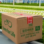 [업소용] 대용량 유러피안 샐러드 야채 2kg 3kg 4kg : 팜포라이프 쌈채소