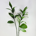 루스커스 유스커스 그린소재 양재꽃시장 생화택배 수생식물 수경식물 : 하리꽃집