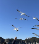 거제도외도유람선, 외도보타니아 + 해금강왕복요금 / 외도입장료 별도 / 와현유람선출발 : 와현 외도유람선공식예약센터