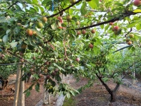 자두 철 대석자두 후무사 추희 체리  왕자두 당도보장 꿀자두 대과2kg : 오남매농장마켓