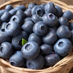 25년수확 국산블루베리 무농약 햇블루베리 블루베리생과 1kg 예약판매 : 블루베리 진농원