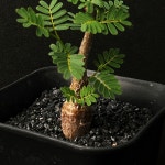 [동일품] 아프리카식물/세나 메리디오날리스(Senna meridionalis)-5464 아프리카농장 : 아프리카 농장